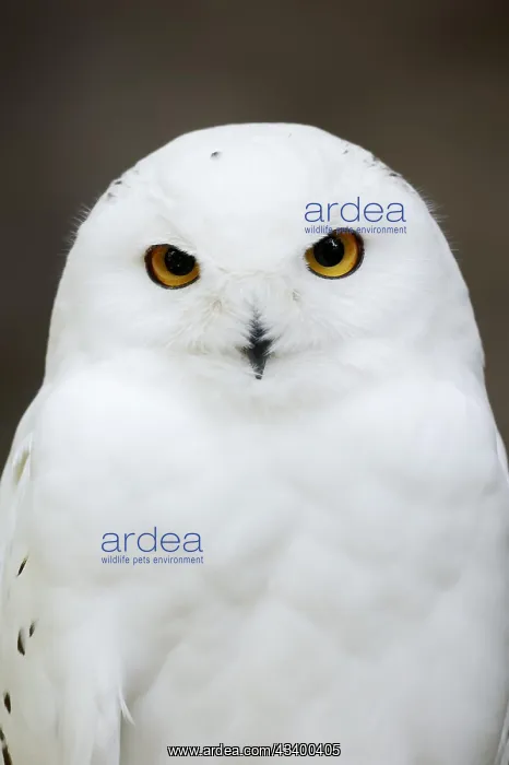  : Snowy owl (Bubo scandiacus, Nyctea scandiaca), male