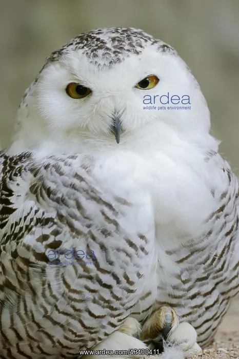 : Snowy owl (Bubo scandiacus, Nyctea scandiaca), female : Snowy owl (Bubo scandiacus, Nyctea scandiaca), female