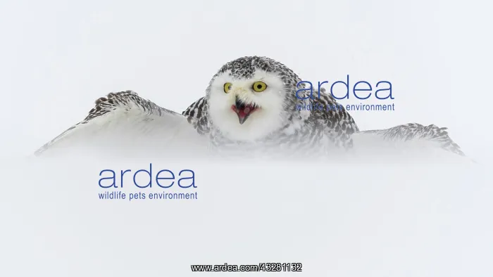 : Snowy owl (Bubo scandiacus), sits in the snow and : Snowy owl (Bubo scandiacus), sits in the snow and