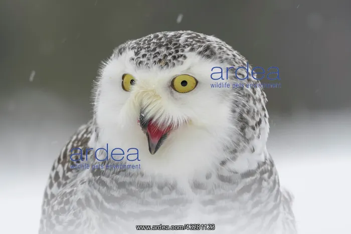 : Snowy owl (Bubo scandiacus), sitting shouting in : Snowy owl (Bubo scandiacus), sitting shouting in