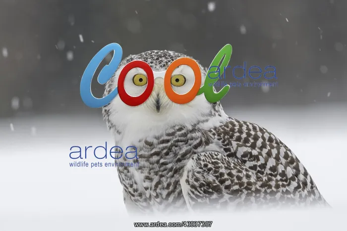 : Snowy owl (Bubo scandiacus), sitting in the snow : Snowy owl (Bubo scandiacus), sitting in the snow