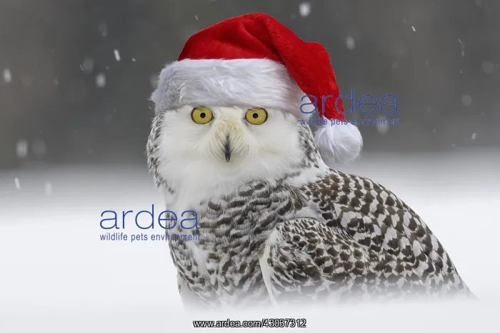 : Snowy owl (Bubo scandiacus), sitting in the snow : Snowy owl (Bubo scandiacus), sitting in the snow