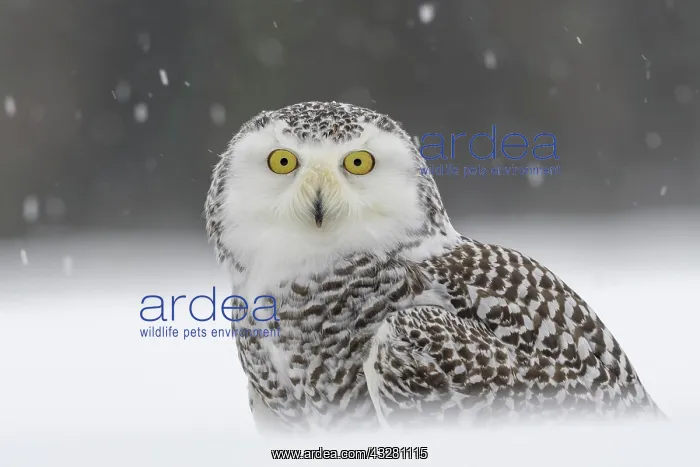 : Snowy owl (Bubo scandiacus), sitting in the snow : Snowy owl (Bubo scandiacus), sitting in the snow