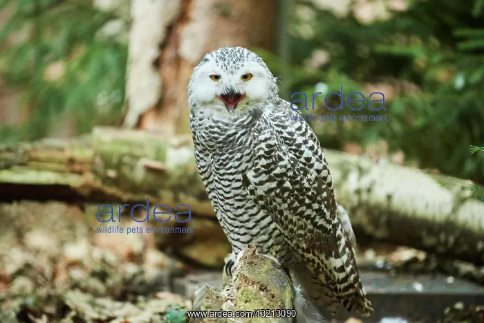 : Snowy owl (Bubo scandiacus) sitting on a tree trunk : Snowy owl (Bubo scandiacus) sitting on a tree trunk