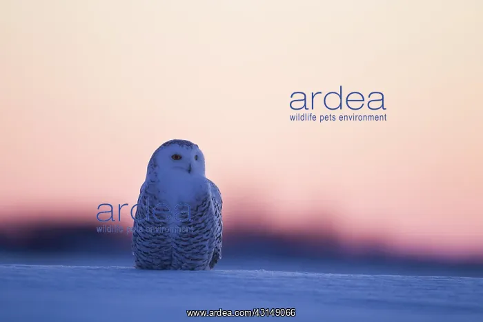 : Snowy Owl (Bubo scandiacus) standing : Snowy Owl (Bubo scandiacus) standing