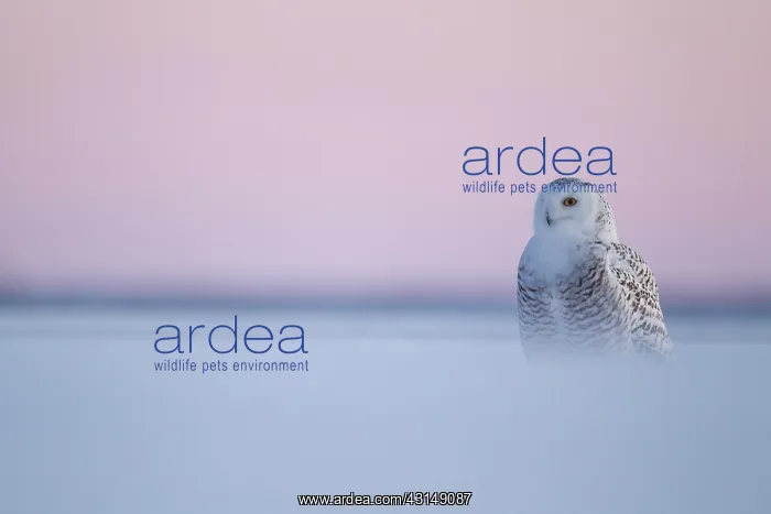 : Snowy Owl (Bubo scandiacus) standing : Snowy Owl (Bubo scandiacus) standing
