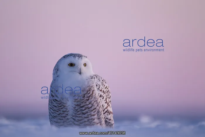 : Snowy Owl (Bubo scandiacus) standing : Snowy Owl (Bubo scandiacus) standing
