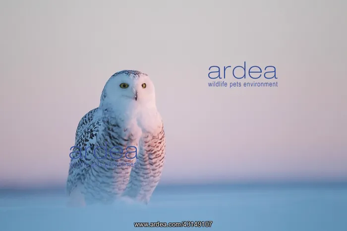 : Snowy Owl (Bubo scandiacus) standing : Snowy Owl (Bubo scandiacus) standing