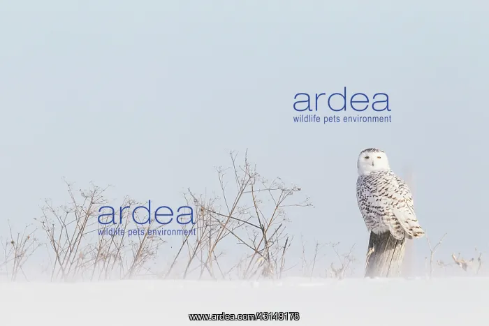 : Snowy Owl (Bubo scandiacus) standing : Snowy Owl (Bubo scandiacus) standing