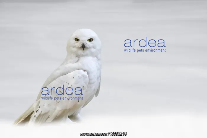 : Snowy owl (Bubo scandiacus) (Strix scandiaca) on : Snowy owl (Bubo scandiacus) (Strix scandiaca) on