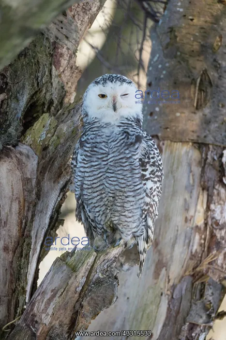 : Snowy Owl (Bubo scandiacus) in tree : Snowy Owl (Bubo scandiacus) in tree