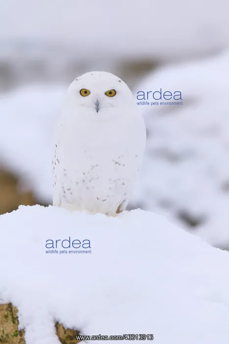 : Snowy Owl (Bubo scandiacus), in winter : Snowy Owl (Bubo scandiacus), in winter