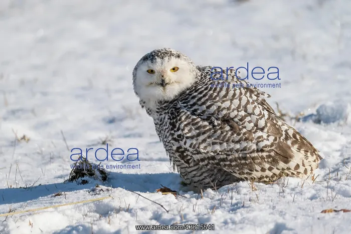 : Snowy Owl (Bubo scandiacus), in winter : Snowy Owl (Bubo scandiacus), in winter