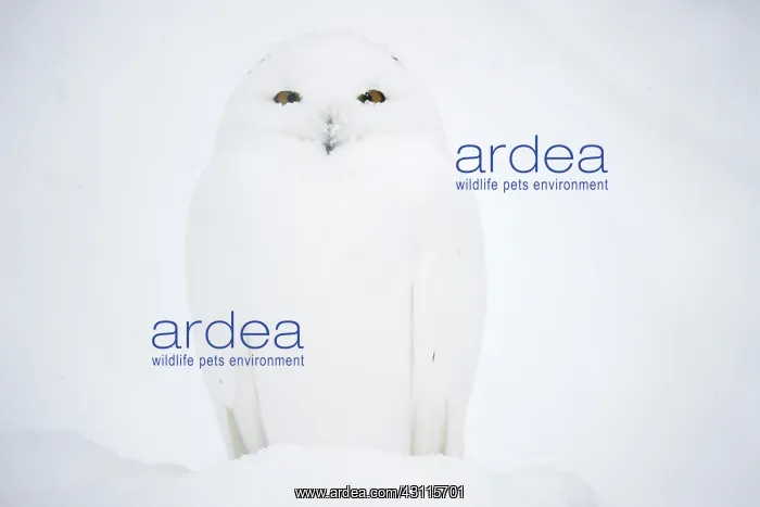 : Snowy owl (Bubo scandiacus), in winter in snow : Snowy owl (Bubo scandiacus), in winter in snow