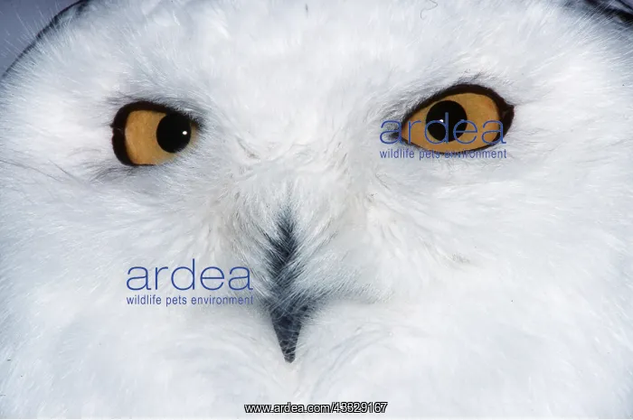 : SNOWY OWL - close up of face : SNOWY OWL - close up of face