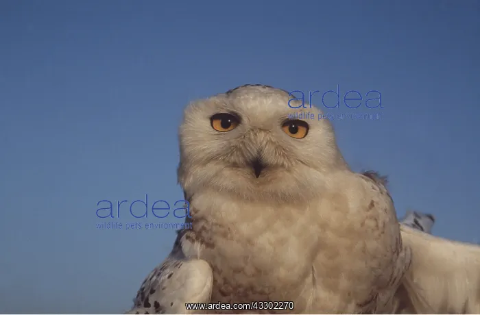 : SNOWY OWL - close-up : SNOWY OWL - close-up