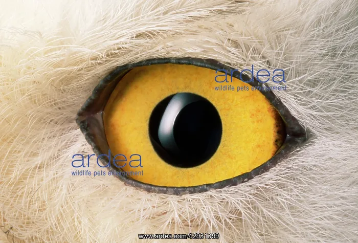 : SNOWY OWL - close-up of eye : SNOWY OWL - close-up of eye