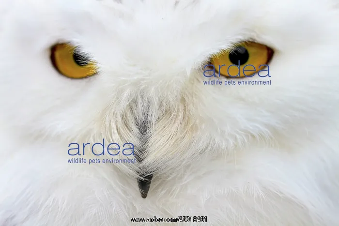 : Snowy Owl close-up of face controlled conditions : Snowy Owl close-up of face controlled conditions