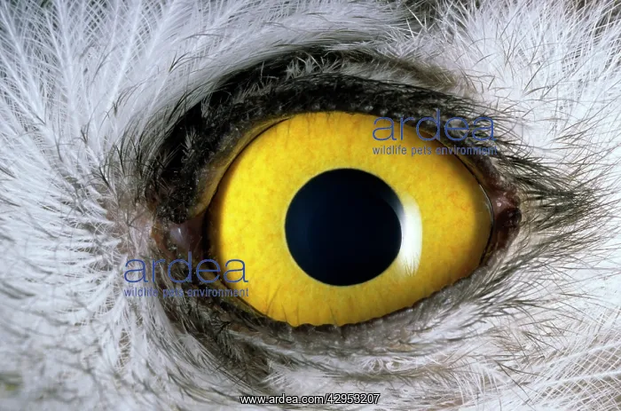 : Snowy Owl - Eye - juvenile - a fledgling : Snowy Owl - Eye - juvenile - a fledgling