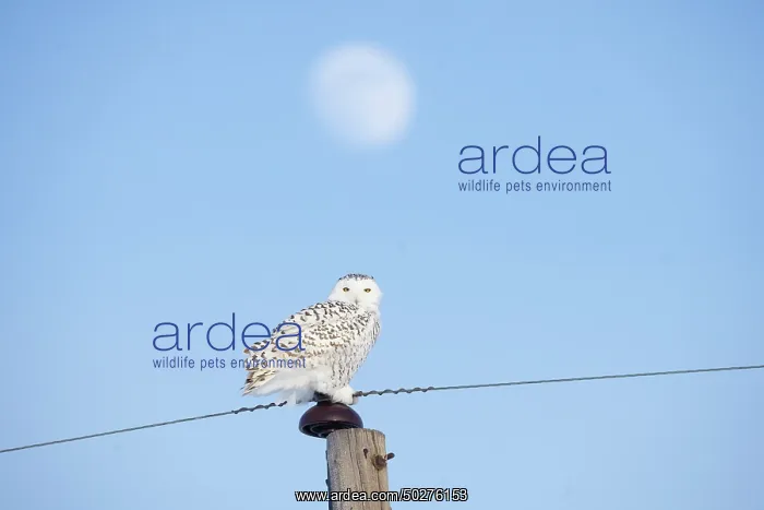 : Snowy Owl female : Snowy Owl female