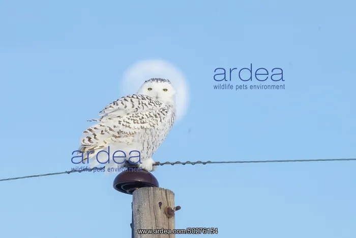 : Snowy Owl female : Snowy Owl female