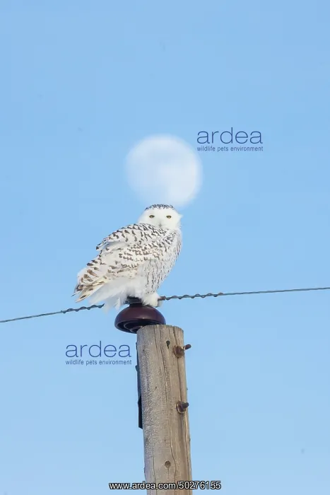 : Snowy Owl female : Snowy Owl female