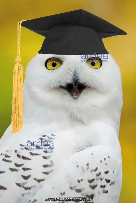 : Snowy Owl female calling, portrait, in captivity : Snowy Owl female calling, portrait, in captivity