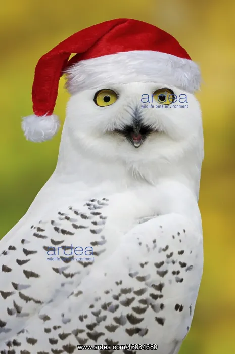 : Snowy Owl female calling, portrait, in captivity : Snowy Owl female calling, portrait, in captivity