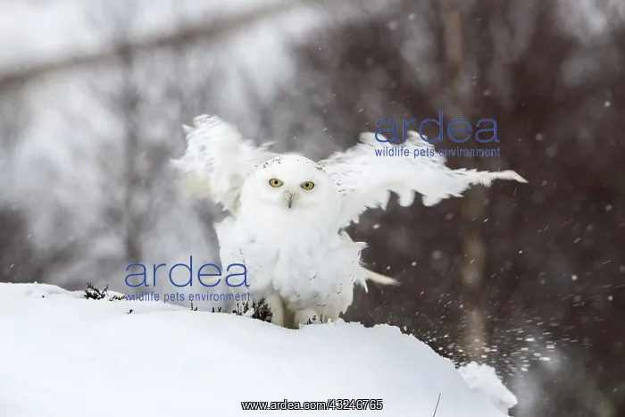 : Snowy Owl - Flapping in Snow - Scotland - UK : Snowy Owl - Flapping in Snow - Scotland - UK