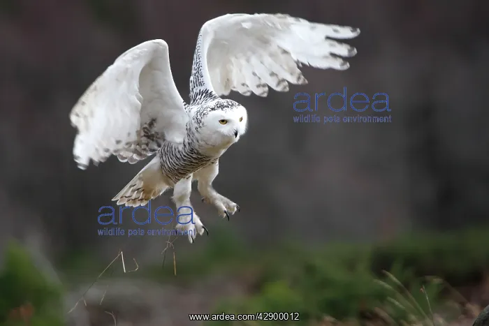 : Snowy Owl - in flight : Snowy Owl - in flight