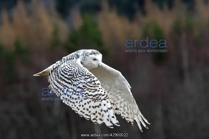 : Snowy Owl - in flight : Snowy Owl - in flight
