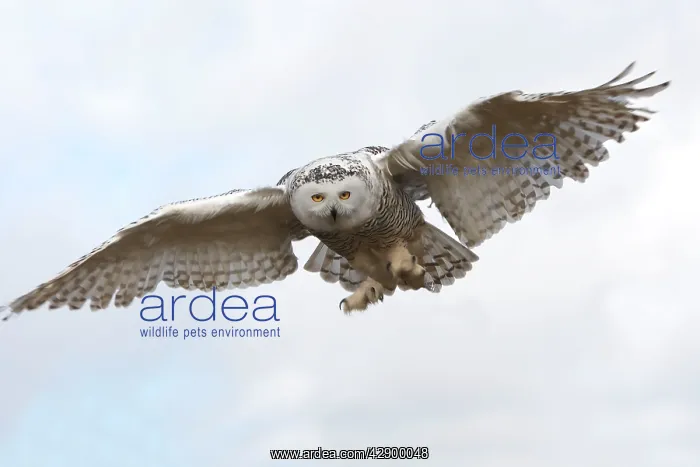 : Snowy Owl - in flight : Snowy Owl - in flight