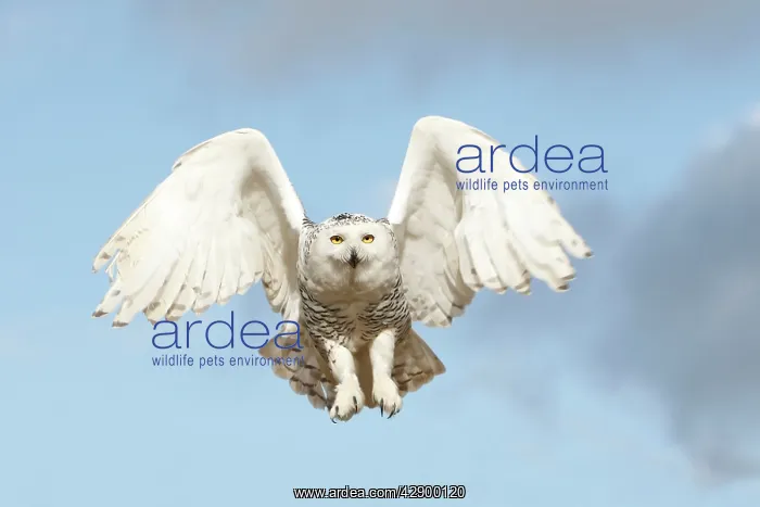 : Snowy Owl - in flight : Snowy Owl - in flight