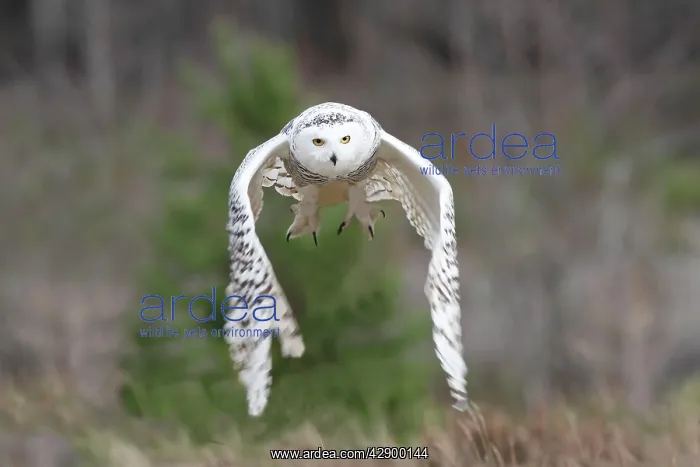 : Snowy Owl - in flight : Snowy Owl - in flight