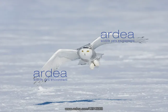 : Snowy Owl - in flight : Snowy Owl - in flight