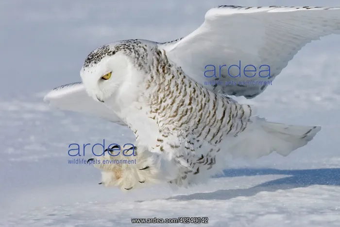 : Snowy Owl - in flight : Snowy Owl - in flight
