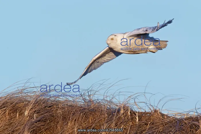 : Snowy Owl - in flight : Snowy Owl - in flight