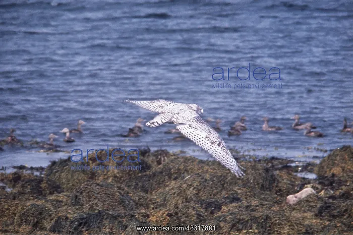 : SNOWY OWL - in flight : SNOWY OWL - in flight