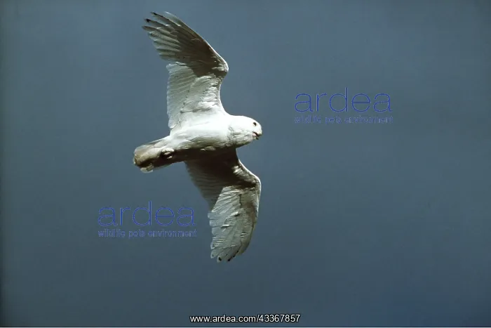 : SNOWY OWL - in flight : SNOWY OWL - in flight