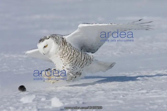 : Snowy Owl - in flight : Snowy Owl - in flight