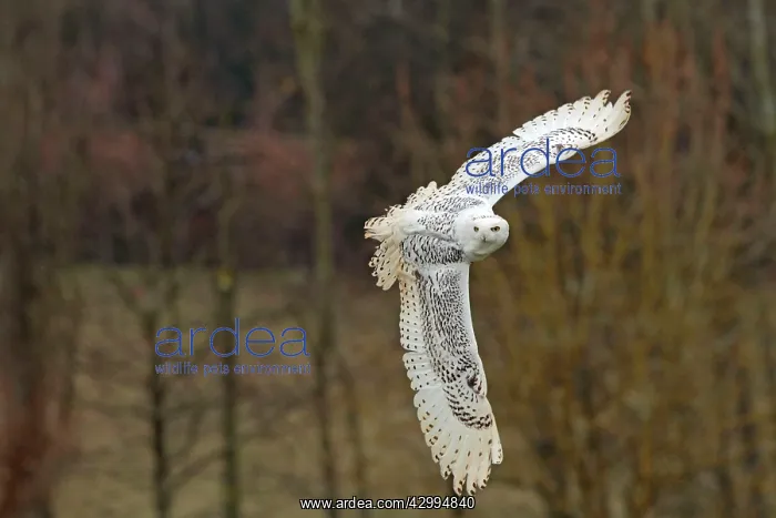 : Snowy Owl - in flight controlled conditions - International : Snowy Owl - in flight controlled conditions - International