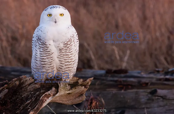 : Snowy owl, George C. Reifel Migratory Bird : Snowy owl, George C. Reifel Migratory Bird