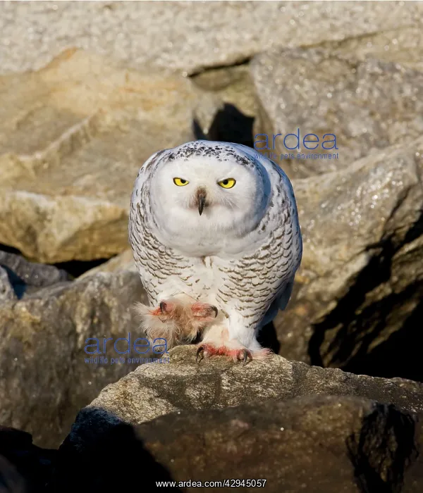 : Snowy Owl, Immature bird : Snowy Owl, Immature bird