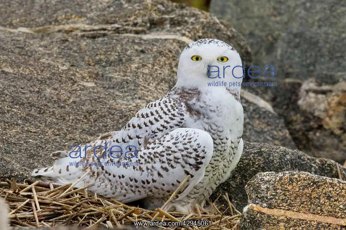 : Snowy Owl, Immature bird : Snowy Owl, Immature bird