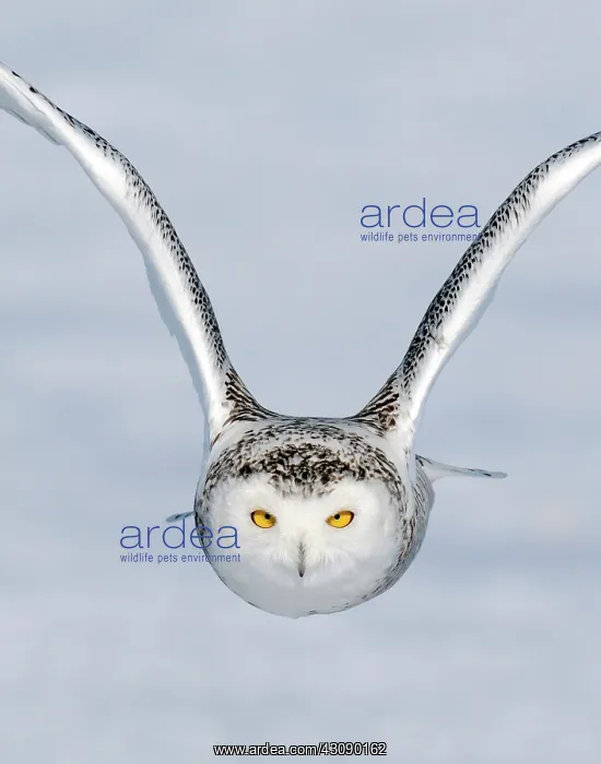 : Snowy Owl Incoming : Snowy Owl Incoming