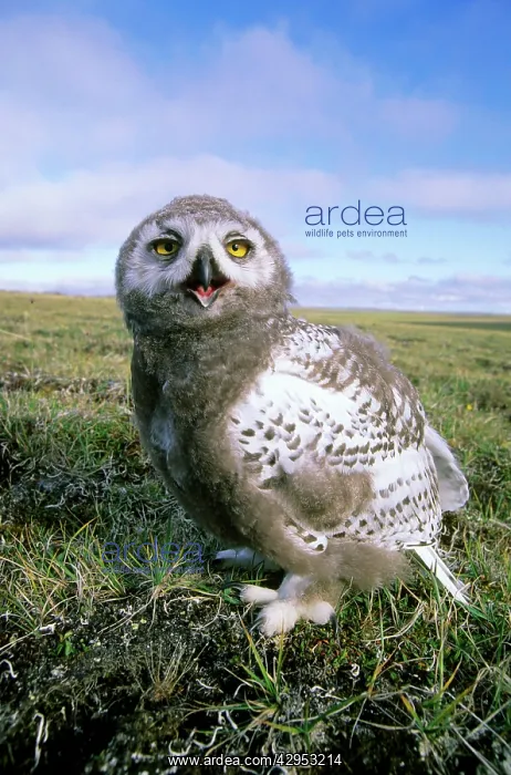 : Snowy Owl - juvenile (a fledgling) - threatens : Snowy Owl - juvenile (a fledgling) - threatens