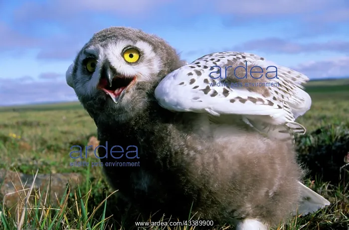 : Snowy Owl - juvenile (a fledgling), threatens a : Snowy Owl - juvenile (a fledgling), threatens a