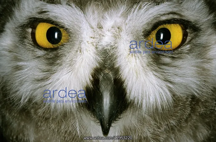 : Snowy Owl - juvenile / fledgling, typical species : Snowy Owl - juvenile / fledgling, typical species
