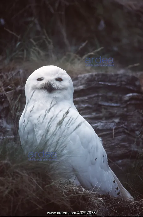 : SNOWY OWL - male : SNOWY OWL - male
