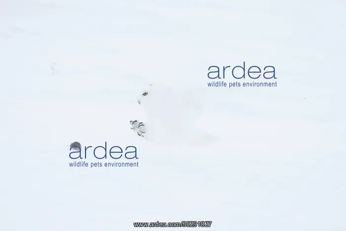 : Snowy Owl male flight : Snowy Owl male flight